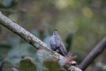 Colibrí en el bosque (Hummingbird in the forest) © Xavy