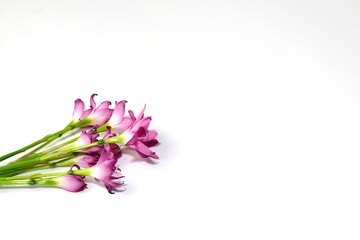 Naklejka premium Pink flowers on a white background