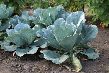 Green cabbage in growth at vegetable garden. Selective focus.