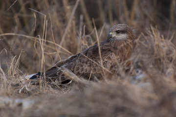 a hawk sitting in the yellow grass looks at the camera close up