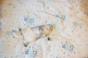 lovely cat on the bed