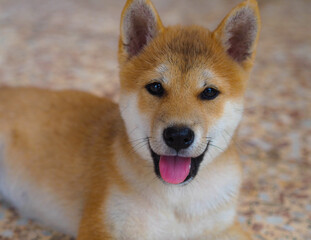 Shiba Inu puppy looks like a little fox