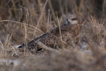 a hawk sitting in the yellow grass looks at the camera close up
