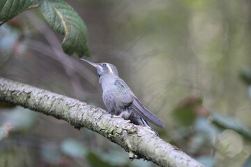 Colibrí en el bosque (Hummingbird in the forest) © Xavy