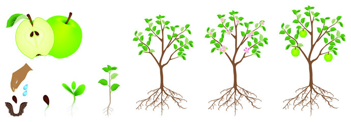 Obraz premium A growth cycle of an apple plant is isolated on a white background.