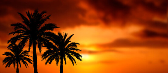Fototapeta na wymiar palmen mit wunderschönem sonnenuntergang als collage, banner oder hintergrund 