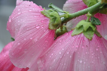 close up of pink flower with rsin droplets