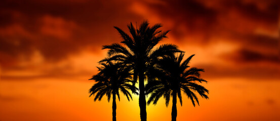 Fototapeta na wymiar palmen mit wunderschönem sonnenuntergang als collage, banner oder hintergrund 
