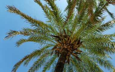 Fototapeta na wymiar wundervoll saftige palmen wachsen im sandstrand direkt am mittelmeer