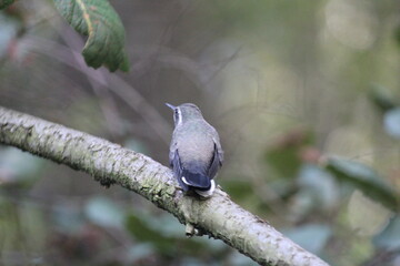 Colibrí en el bosque (Hummingbird in the forest) © Xavy