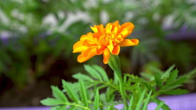 seasonal sale of seedlings. flower sprouts in pots. Tagetes Durango Tangerine are used in decorative floriculture