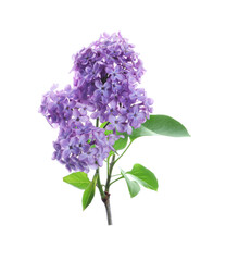 Beautiful blossoming lilac branch with leaves isolated on white