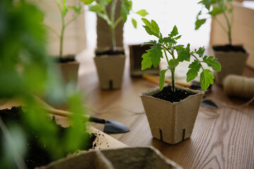 Soil, gardening trowel and green tomato seedling in peat pot on wooden table
