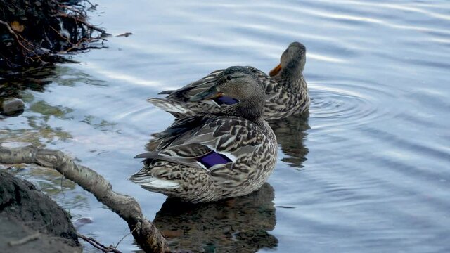 beautiful wild ducks in the water near the shore of the reservoir. birds clean their plumage