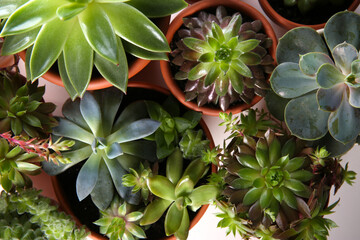 Many different echeverias on white background, flat lay. Beautiful succulent plants