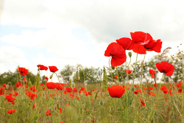 Obraz na płótnie Canvas Beautiful red poppy flowers growing in field. Space for text