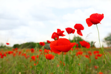 Beautiful red poppy flowers growing in field, closeup. Space for text