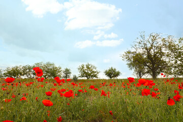 Beautiful red poppy flowers growing in field