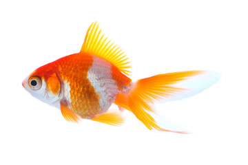 Beautiful bright small goldfish isolated on white