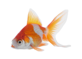 Beautiful bright small goldfish isolated on white