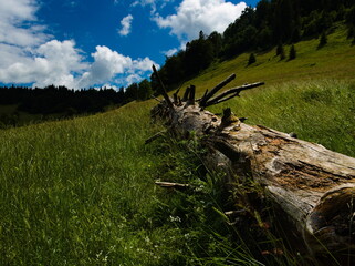 Broken tree in a meadow.  Pieniny National Park. Polish-Slovakian border