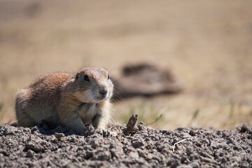 prairie dog in badlands
