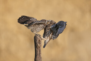Adult birds and little owl chicks (Athene noctua) are photographed at close range closeup on a blurred background. 