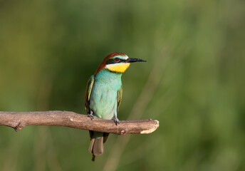 Obraz premium European bee-eater photographed in soft evening light. A bird sits on a thick branch on a blurred background. Can be used for collage and illustration of birds.