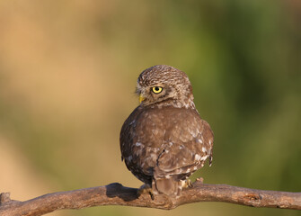 Adult birds and little owl chicks (Athene noctua) are photographed at close range closeup on a blurred background. 