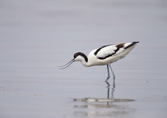 Pied avocet (Recurvirostra avosetta) photographed in a natural habitat in the water and on the banks of the estuary