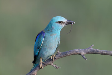 European roller (Coracias garrulus) photographed in close-up with a lizard and a large black beetle in its beak.