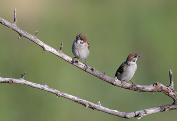 Young The Eurasian tree sparrow (Passer montanus) photographed close-up on a branch in the soft morning light.