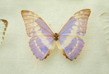 Beautiful Morpho cypris butterfly on white background