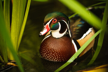 Wood Duck in Weeds