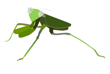 mantis ( Gottesanbeterin)