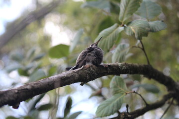 Colibrí en el bosque (hummingbird in the forest)