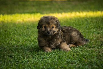 Cachorro tumbado en el jardín y posando.