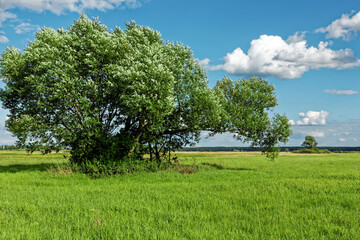 Willow tree at wetland meadows Natura 2000 protected area. Calm peaceful landscape, cloudy sky. Bagno Pulwy, Rzasnik, Poland.