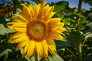 Obraz premium Sonnenblume im Sommer