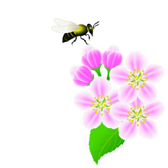 Floral background with flowers of apple and bee.