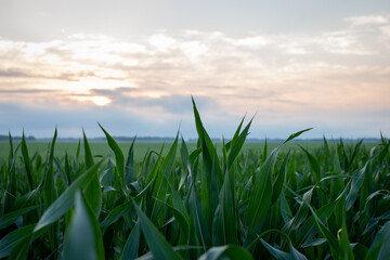 Field of corn after the sunset