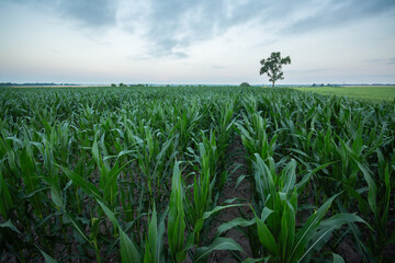 Big field of corn with a huge three on the background