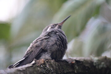 Colibrí en el bosque (hummingbird in the forest)