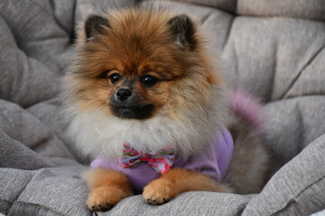 A beautiful little dog of the Spitz breed in a lilac jacket and with a bow around his neck sits on a soft gray mattress. Well-groomed fluffy wool of brown and gray color. 