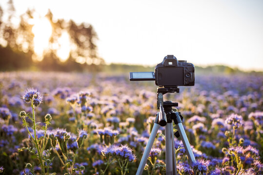 Picture of camera on a tripod shooting pictures and video of beautiful sunrise in the field of blooming phacelia