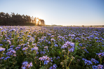 Blooming phacelia in the morning against a rising sun