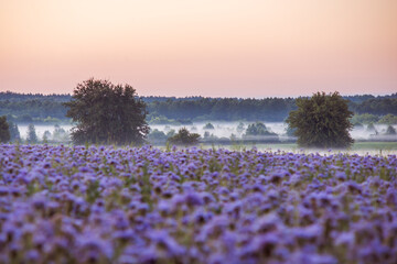 Beautiful landscape of morning mist in the valley near a field of phacelia flowers before sunrise