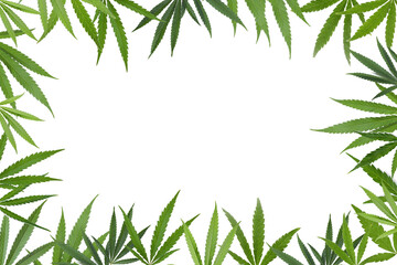 Frame of green hemp leaves on white background