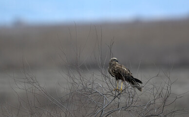 Marsh Harrier (Circus aeroginosus), Crete