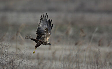 Marsh Harrier (Circus aeroginosus), Crete